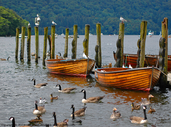 Rowing boats moored on Windermere. Picture Board by Phil Brown