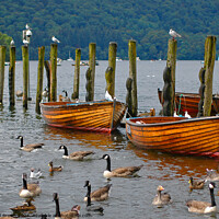 Buy canvas prints of Rowing boats moored on Windermere. by Phil Brown
