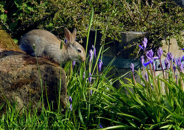 Wild rabbit in cottage garden Picture Board by Phil Brown