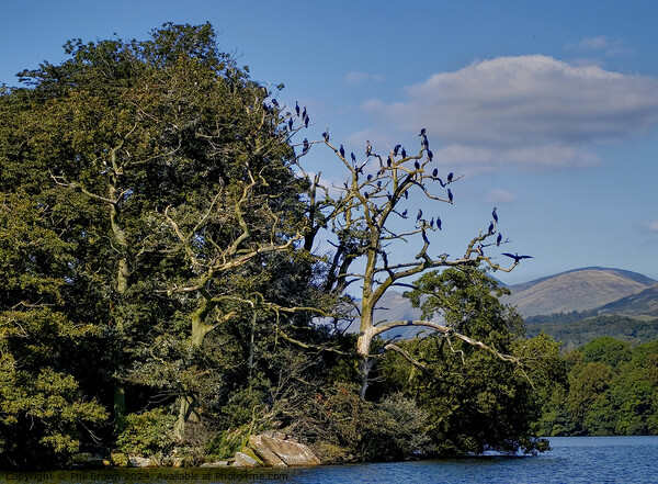 Cormorants on island, Windermere Picture Board by Phil Brown