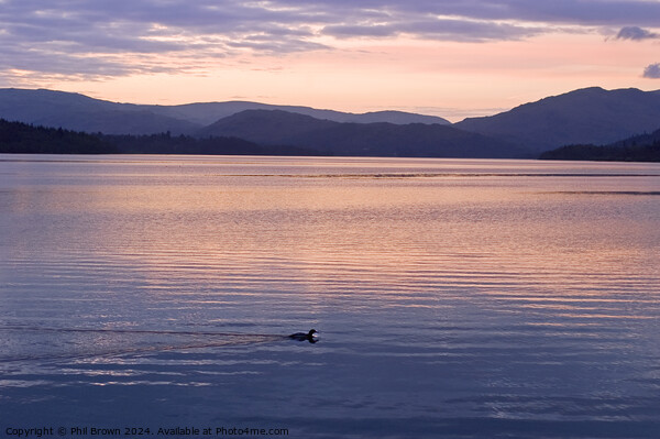 Lonely sunset for a duck on Windermere Picture Board by Phil Brown