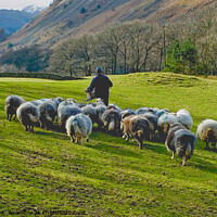 Buy canvas prints of Herdwicks getting extra food from the farmer, Lake District. by Phil Brown