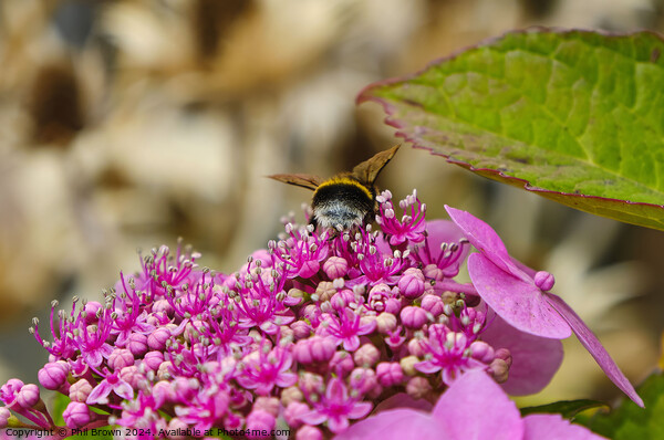 Bee feeding on a lacecap hydrangea flower Picture Board by Phil Brown
