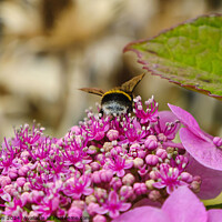 Buy canvas prints of Bee feeding on a lacecap hydrangea flower by Phil Brown
