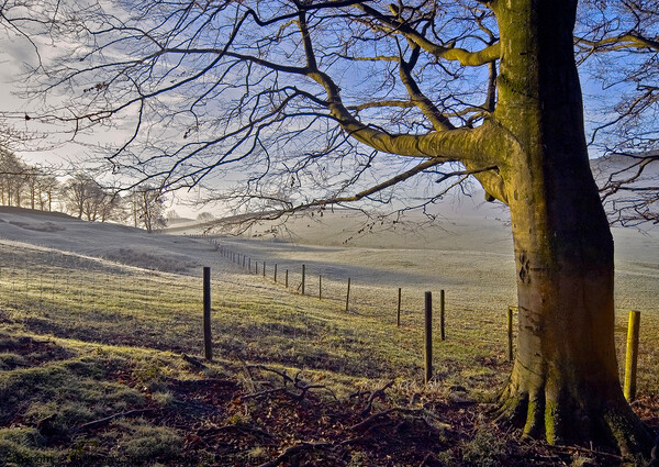 A light frost on sheep pasture in the Lake District, Cumbria. Picture Board by Phil Brown