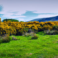 Buy canvas prints of Gorse in bloom at Caldbeck on the Northern Fells,  by Phil Brown
