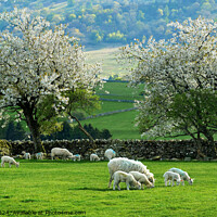 Buy canvas prints of Ewes and lambs with Hawthorn blossom in ea by Phil Brown