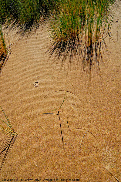 Grass forms patterns on the sand Picture Board by Phil Brown