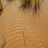 Buy canvas prints of Grass forms patterns on the sand by Phil Brown