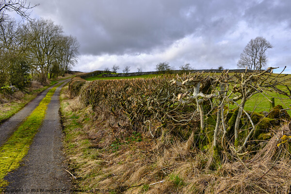 Trimmed field hedge Picture Board by Phil Brown
