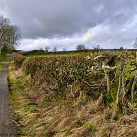 Buy canvas prints of Trimmed field hedge by Phil Brown