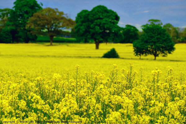 Oilseed rape in a field Picture Board by Phil Brown
