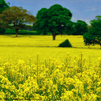 Buy canvas prints of Oilseed rape in a field by Phil Brown