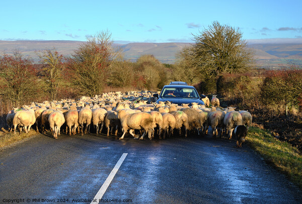 Sheep on the road Picture Board by Phil Brown