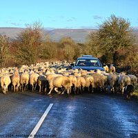 Buy canvas prints of Sheep on the road by Phil Brown