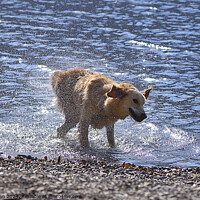 Buy canvas prints of A golden retriever shakes off excess water by Phil Brown