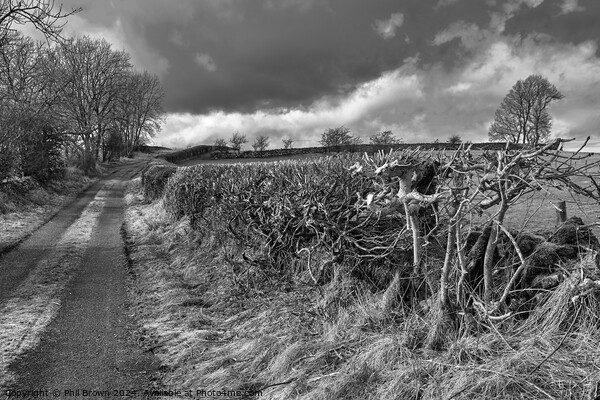 Trimmed field hedge in monochrome Picture Board by Phil Brown