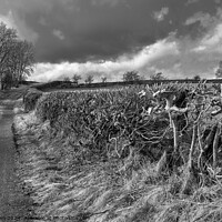 Buy canvas prints of Trimmed field hedge in monochrome by Phil Brown