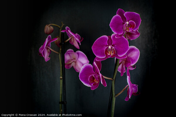 Orchid Picture Board by Fiona Crossan