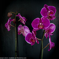 Buy canvas prints of Orchid by Fiona Crossan
