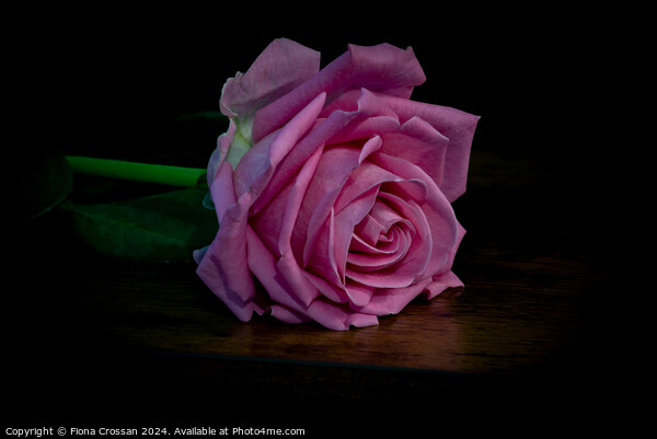 Pink Rose Picture Board by Fiona Crossan