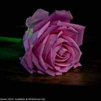Buy canvas prints of Pink Rose by Fiona Crossan