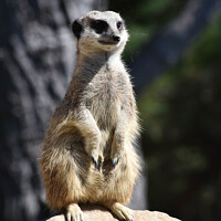 Buy canvas prints of meercat guarding by Adrian Smyth