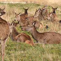 Buy canvas prints of red deer in a field by Adrian Smyth