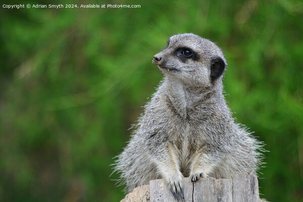 A close up of a meercat Picture Board by Adrian Smyth