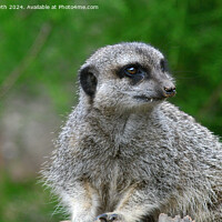 Buy canvas prints of A close up of a meercat by Adrian Smyth