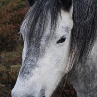 Buy canvas prints of white new forest pony by Adrian Smyth