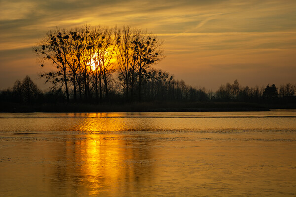 Golden sunset behind trees over a frozen lake Picture Board by Dariusz Banaszuk