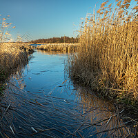 Buy canvas prints of Lake shore with thick reeds by Dariusz Banaszuk