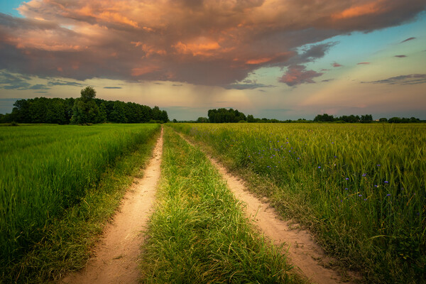 Dirt road through green fields and clouds during sunset Picture Board by Dariusz Banaszuk