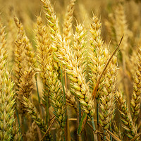 Buy canvas prints of Close-up of ears of wheat by Dariusz Banaszuk