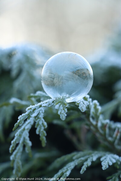Frozen bubble Picture Board by Elyse Hunt