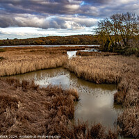 Buy canvas prints of Reedbed by David Patrick