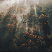 Buy canvas prints of Forest Sunlight by Kia Collins