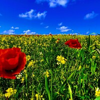 Buy canvas prints of Holywell Poppies by Antony Roberts