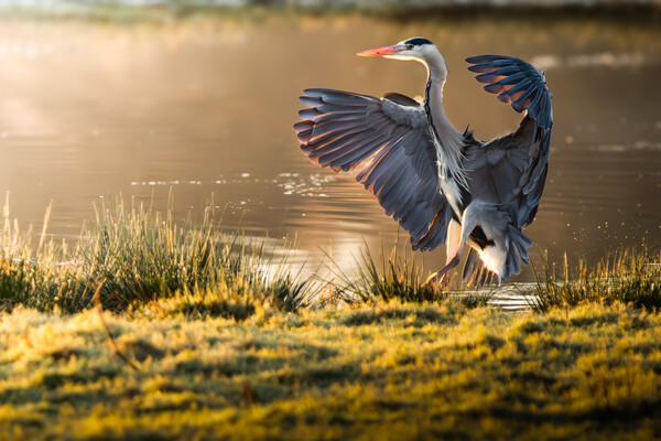 Landing Heron Picture Board by Martin Cunningham