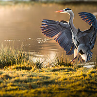 Buy canvas prints of Landing Heron by Martin Cunningham
