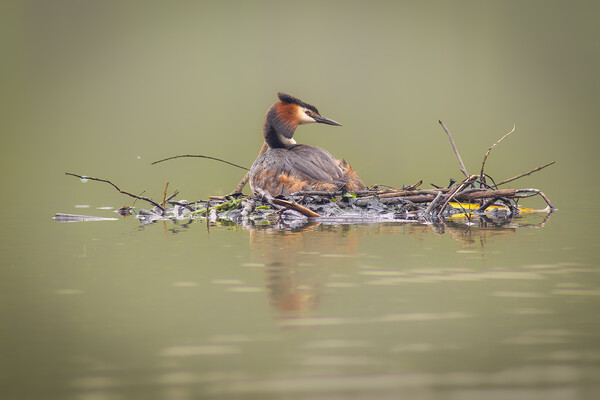 Nesting Grebe Picture Board by Martin Cunningham