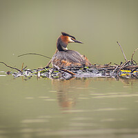 Buy canvas prints of Nesting Grebe by Martin Cunningham