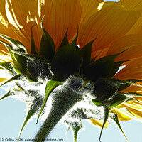 Buy canvas prints of Sunflower Head by Paul J. Collins