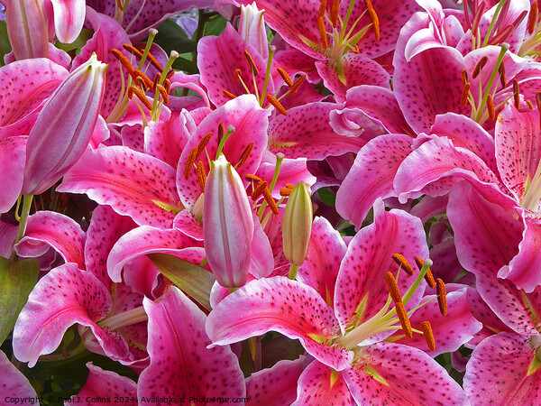 A Crowd of Lilies Picture Board by Paul J. Collins