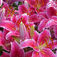 Buy canvas prints of A Crowd of Lilies by Paul J. Collins