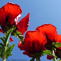 Buy canvas prints of Oriental Poppies by Paul J. Collins