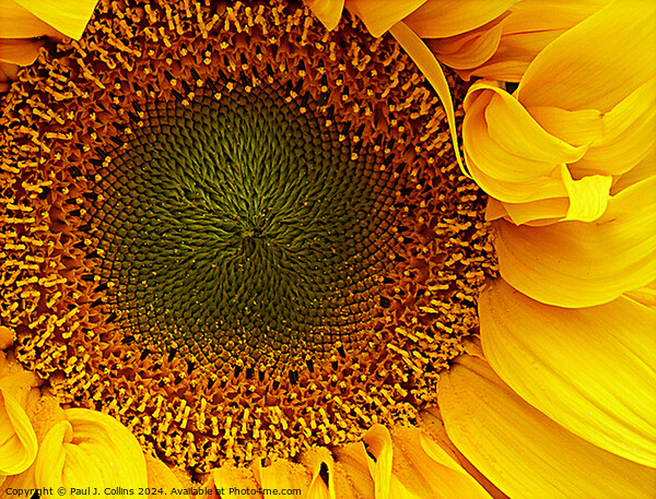 Sunflower Head Picture Board by Paul J. Collins