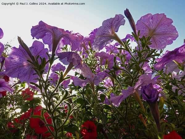 Petunias In Early Morning Sunlight Picture Board by Paul J. Collins
