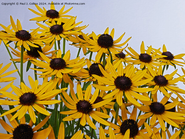 Rudbeckia Goldstar Picture Board by Paul J. Collins